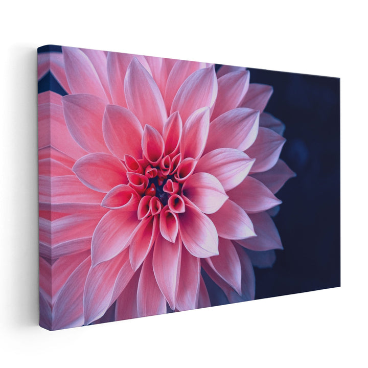 Vibrant Pink Dahlia On Dark Background - Canvas Print Wall Art