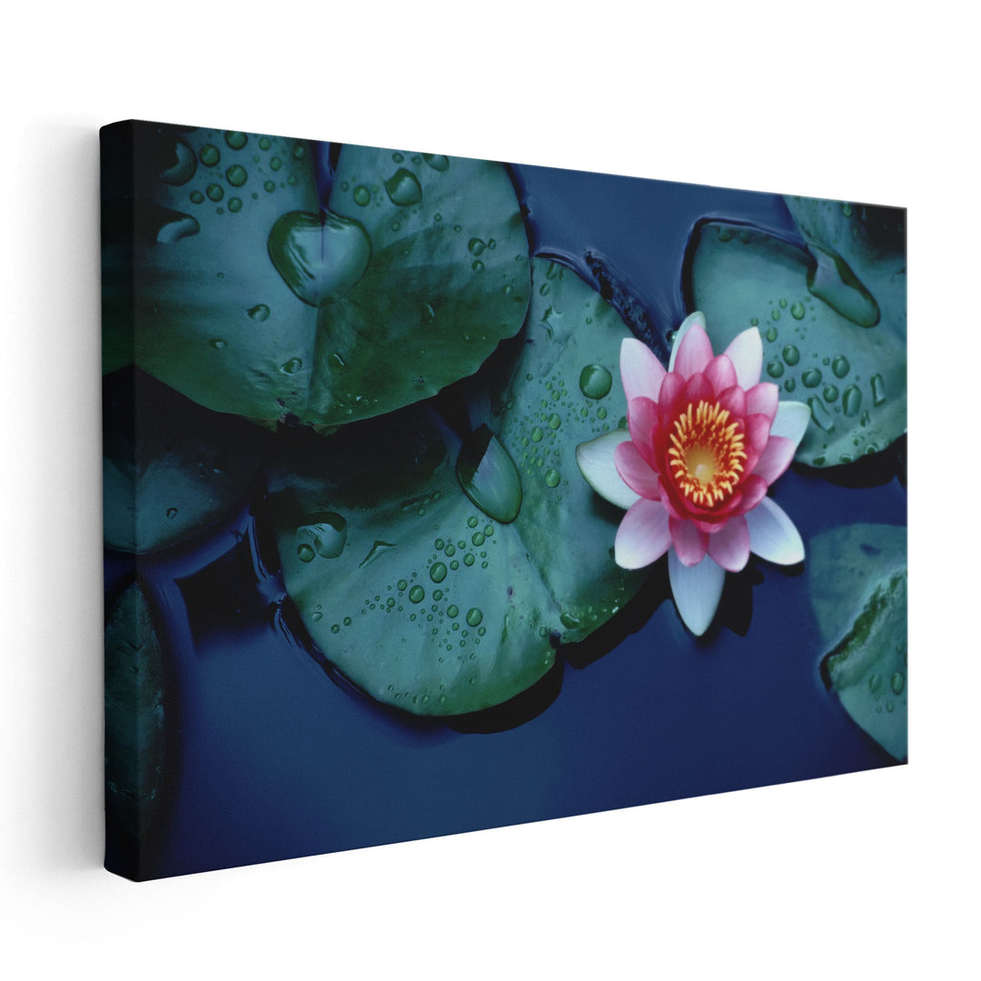 Waterlily or Lotus Flower at Bloom - Canvas Print Wall Art