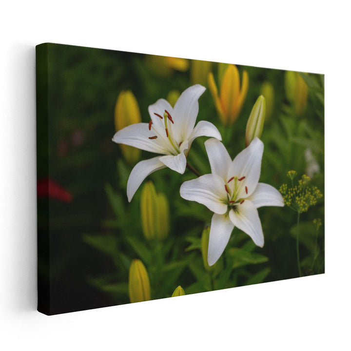 White Lilies Macro Shot - Canvas Print Wall Art