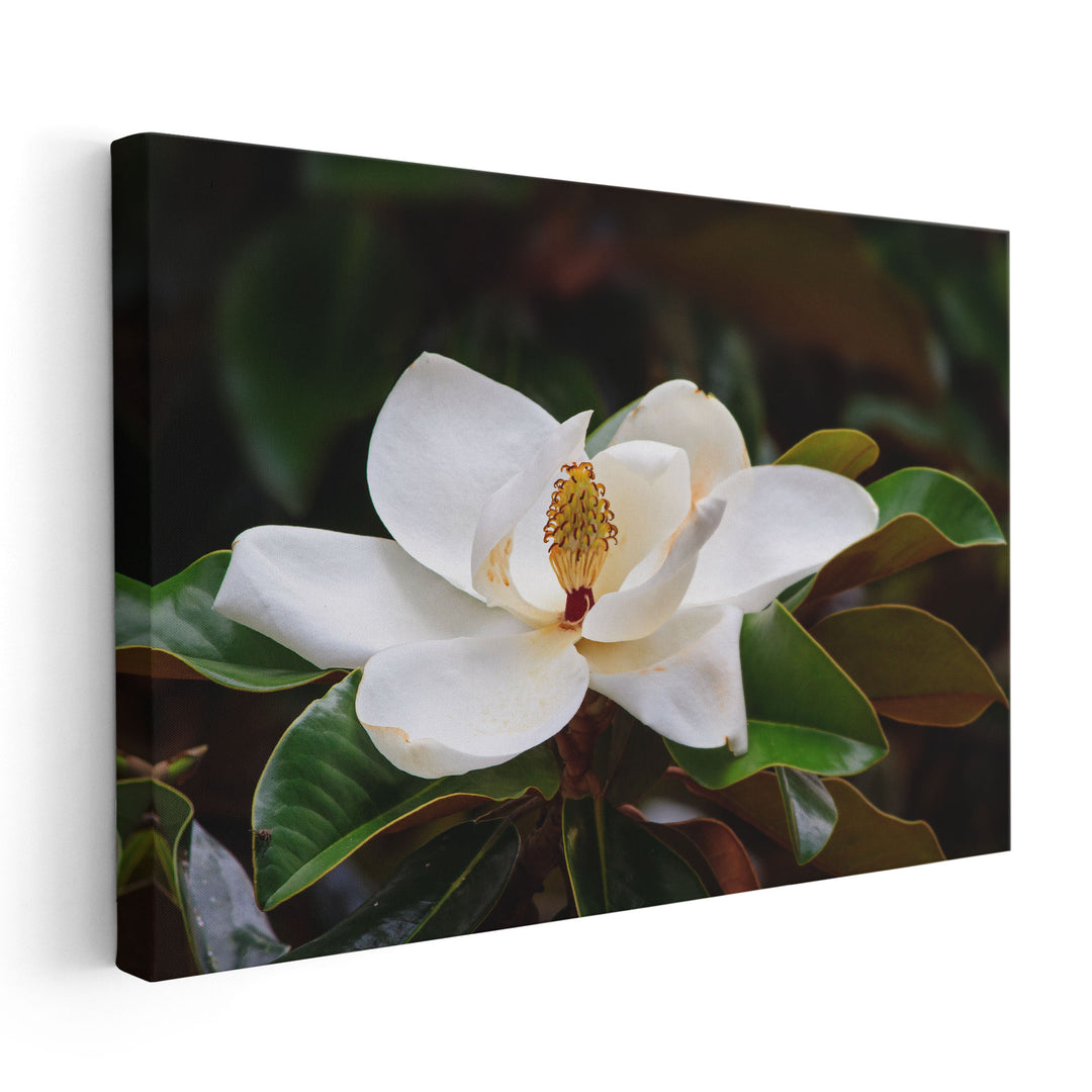 White Magnolia Flower Blossom With Glossy Green Leaves - Canvas Print Wall Art