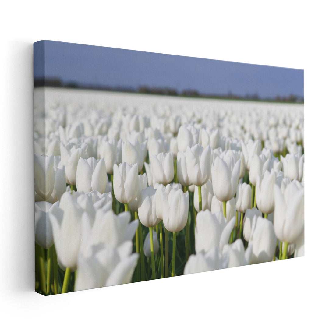 White Tulips Field - Canvas Print Wall Art