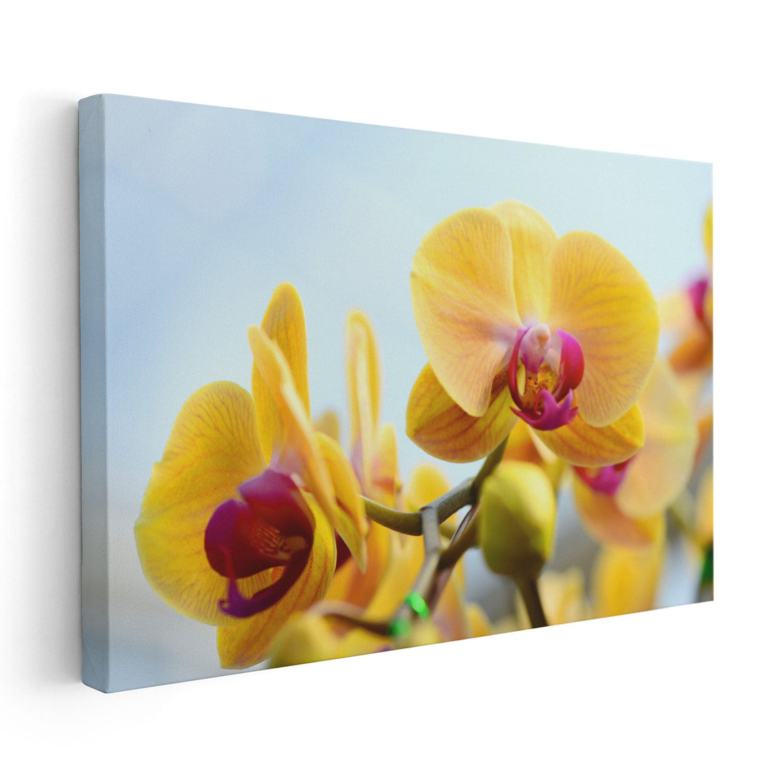 Yellow Orchids - Canvas Print Wall Art