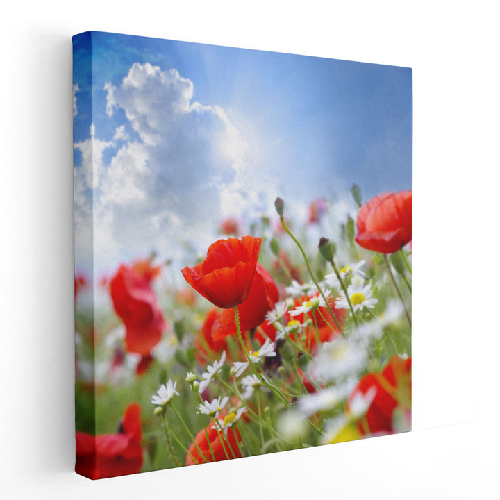 Poppy Flowers and The Sky - Canvas Print Wall Art