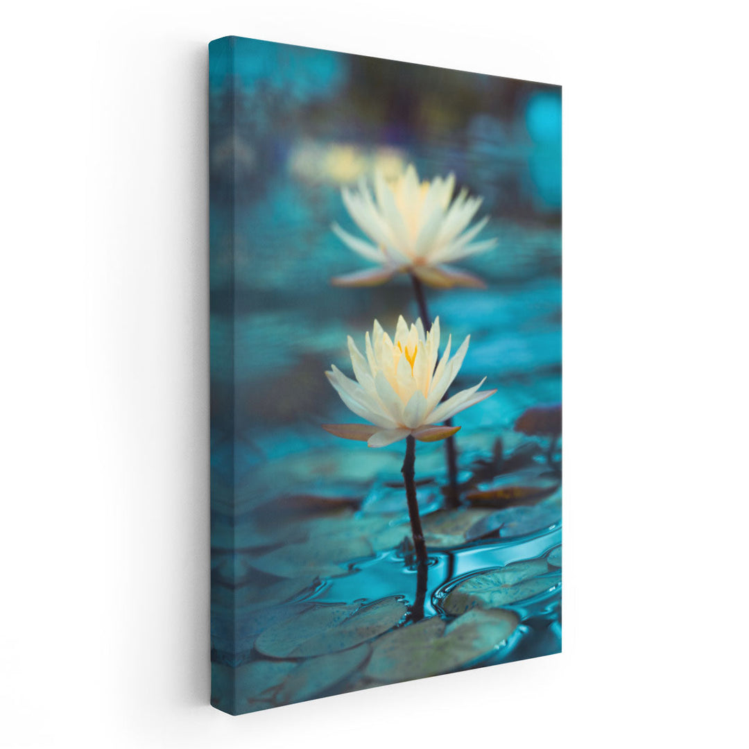 Bright White Water Lily or Lotus Close Up on Blue Background - Canvas Print Wall Art