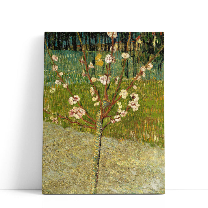 Almond Tree in Blossom - Canvas Print Wall Art
