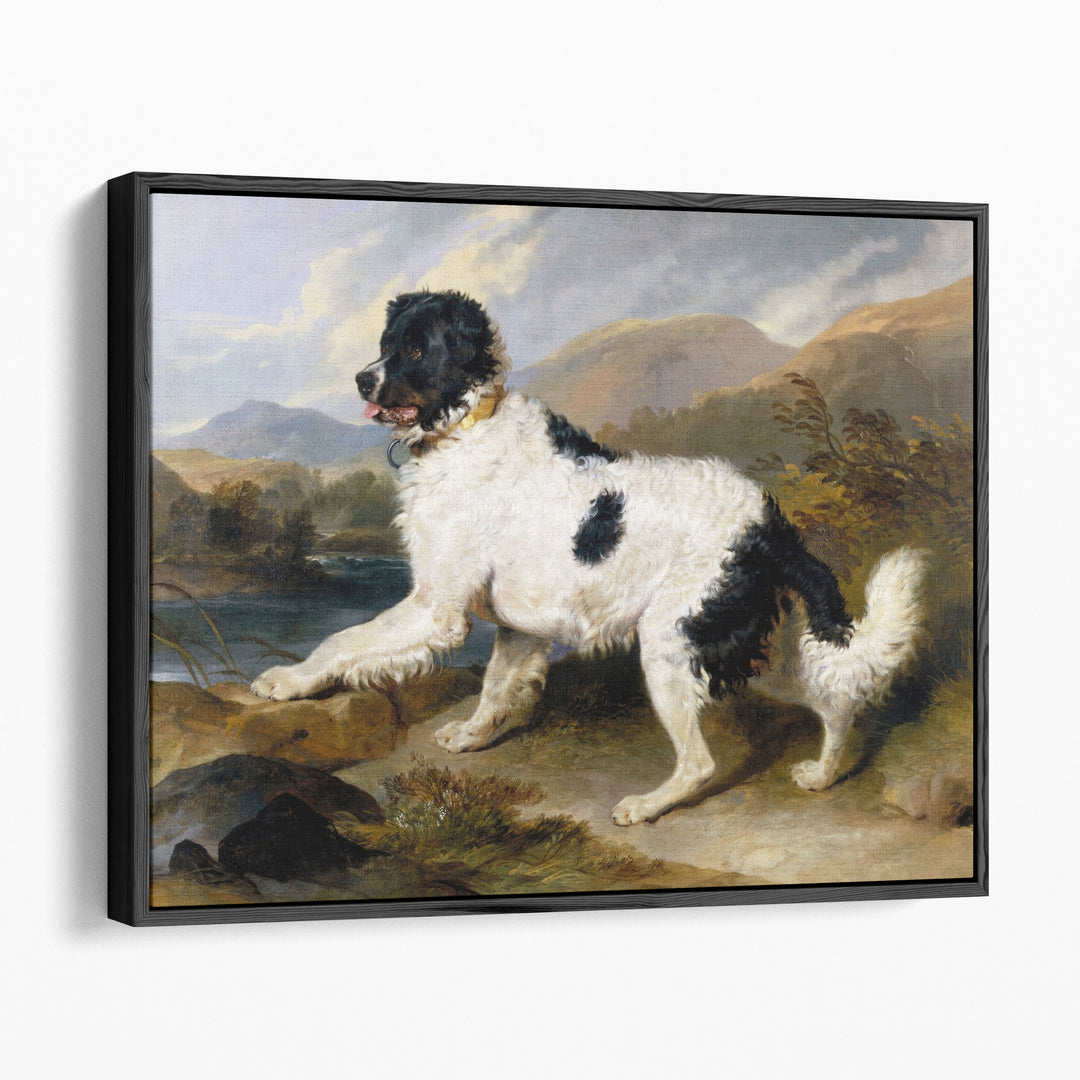 A Newfoundland Dog, 1824 - Canvas Print Wall Art