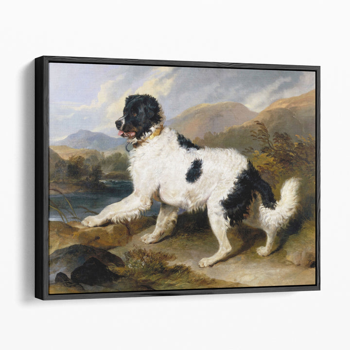 A Newfoundland Dog, 1824 - Canvas Print Wall Art