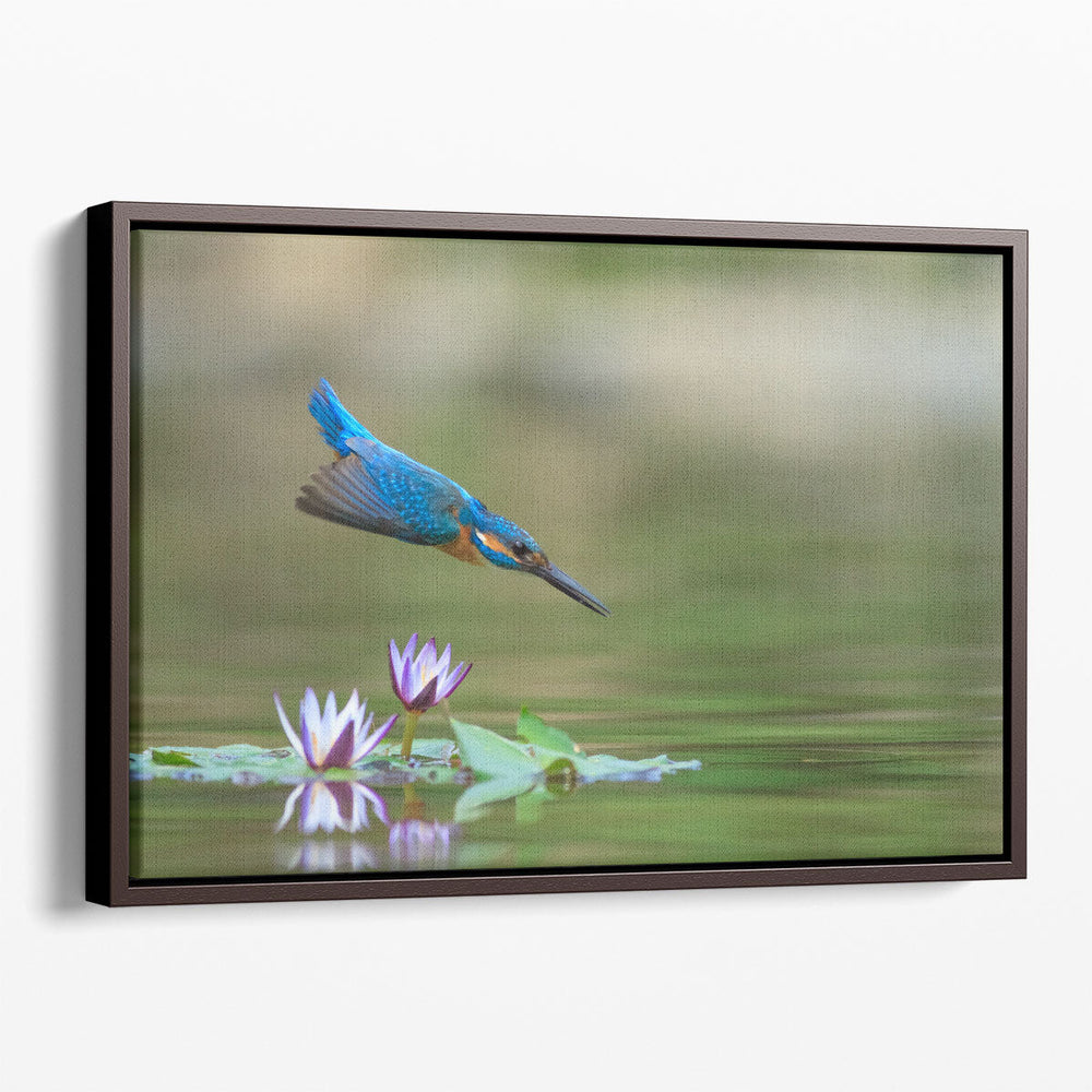 Diving Kingfisher - Canvas Print Wall Art