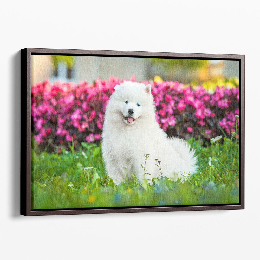 Samoyed Puppy Sitting Near The Flowers - Canvas Print Wall Art