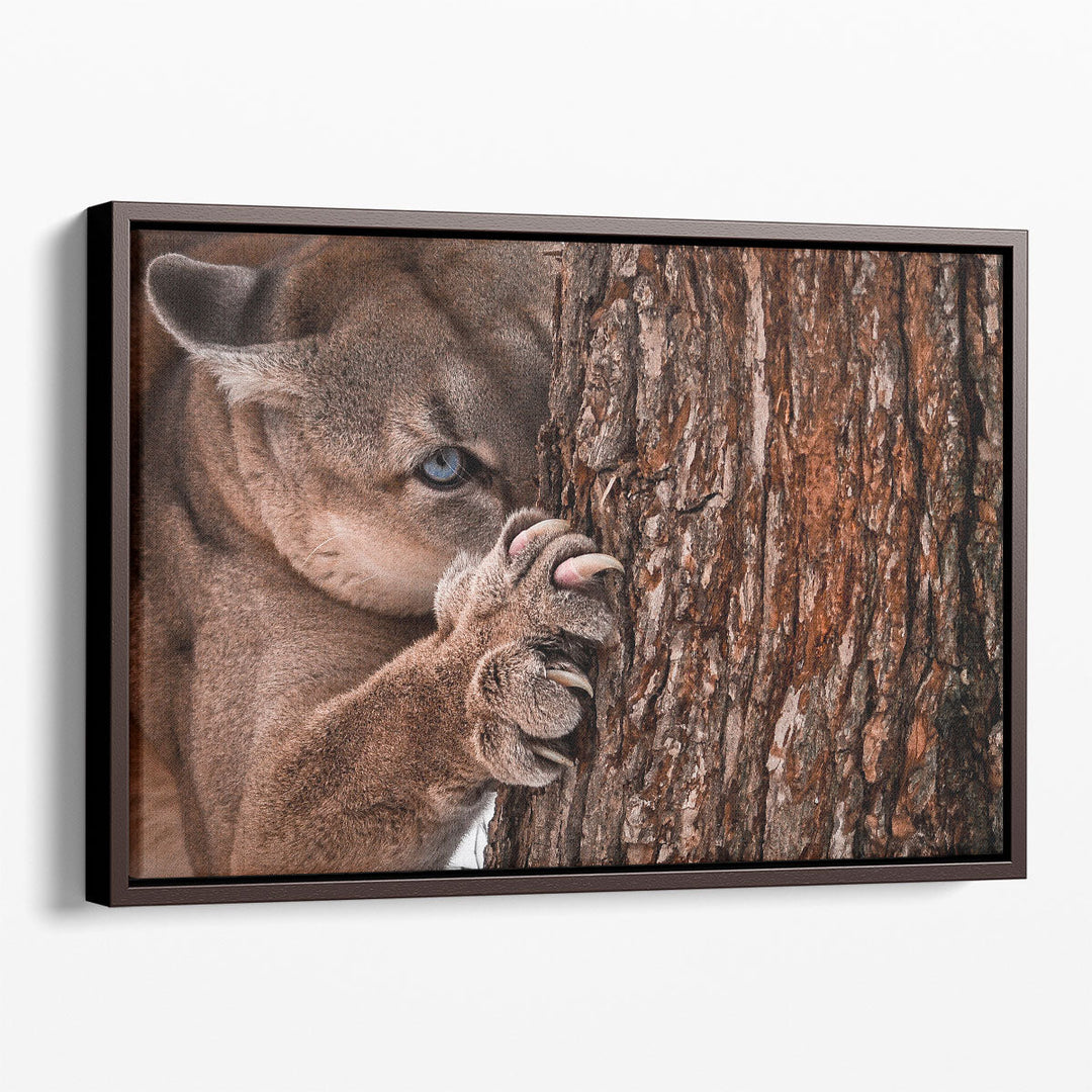 Canadian Cougar Preparing for a Hunt - Canvas Print Wall Art