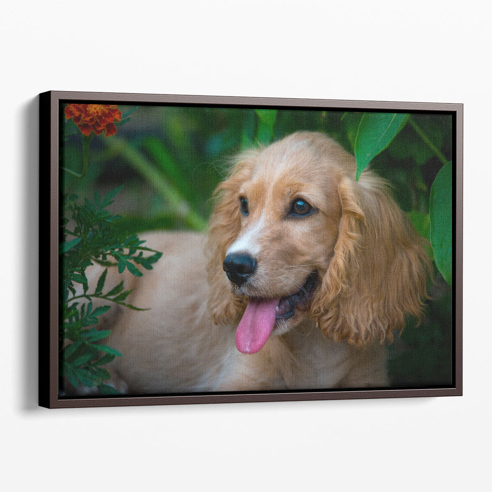 A Happy Cocker Spaniel - Canvas Print Wall Art