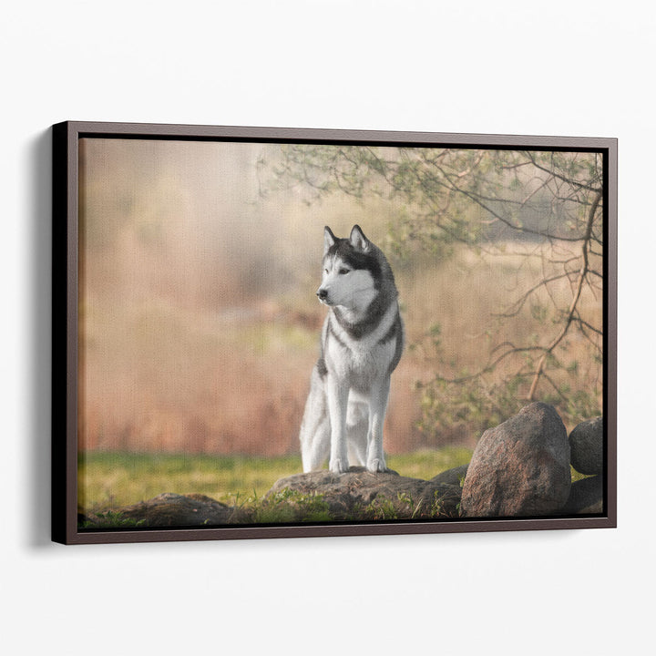 Beautiful Siberian Husky in Nature - Canvas Print Wall Art