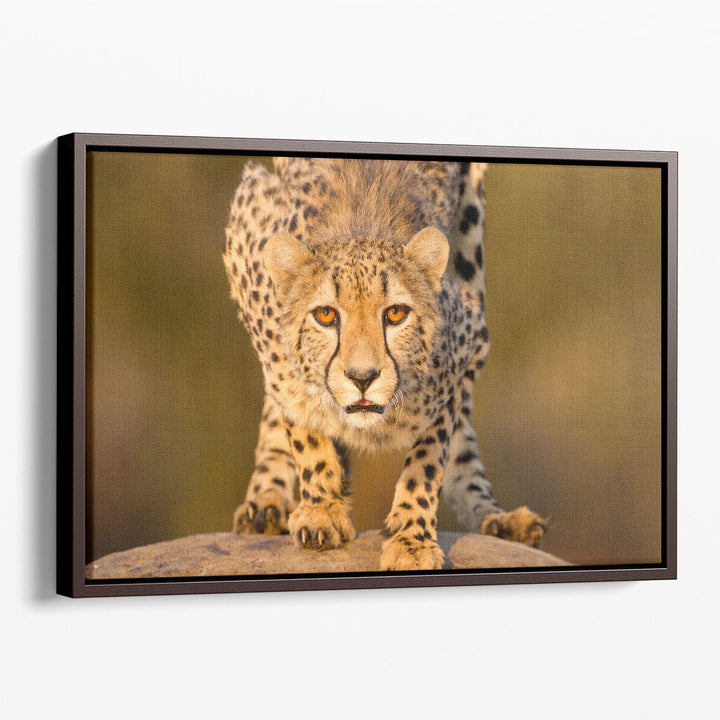 Cheetah Crouching on a Rock - Canvas Print Wall Art