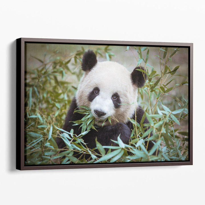 Giant Panda During His Lunch - Canvas Print Wall Art