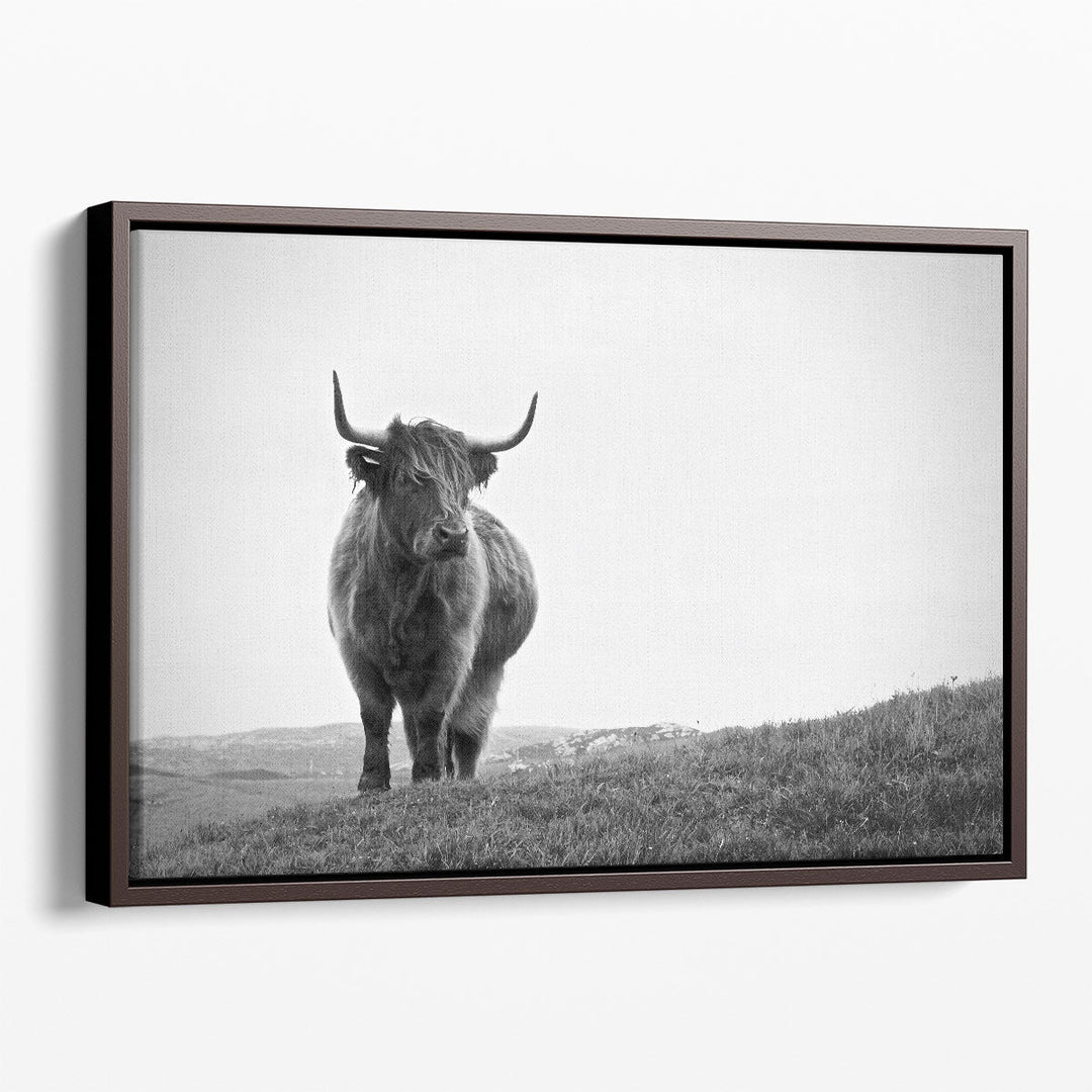 Highland Cow - Black and White - Canvas Print Wall Art