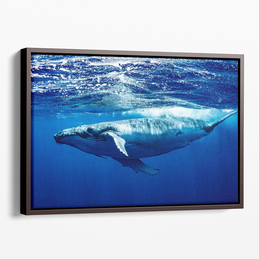 Humpback Whale - Canvas Print Wall Art