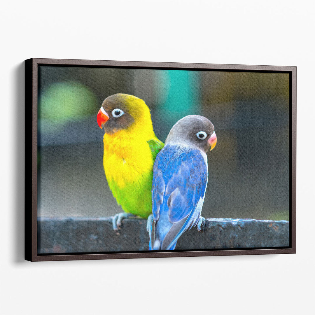 Lovebird Parrots Sitting Together - Canvas Print Wall Art