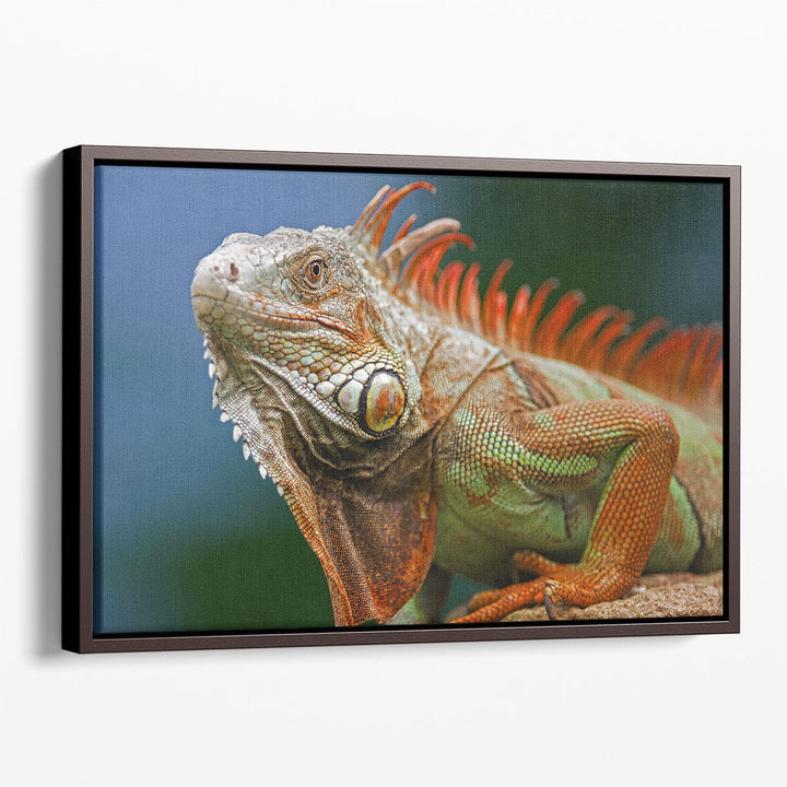 Red Crested Iguana - Canvas Print Wall Art