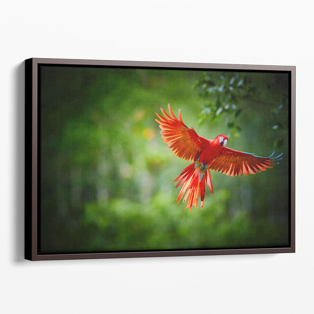 Scarlet Macaw Parrot - Canvas Print Wall Art