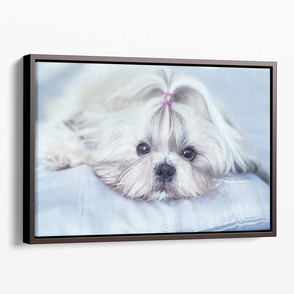 Shih Tzu Dog Lying on Bed - Canvas Print Wall Art