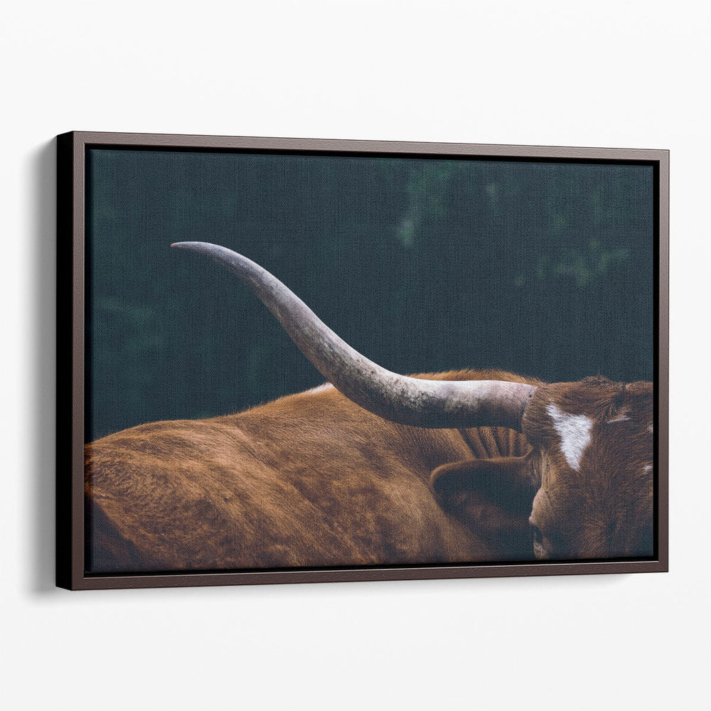 Texas Longhorn Cow Close Up - Canvas Print Wall Art