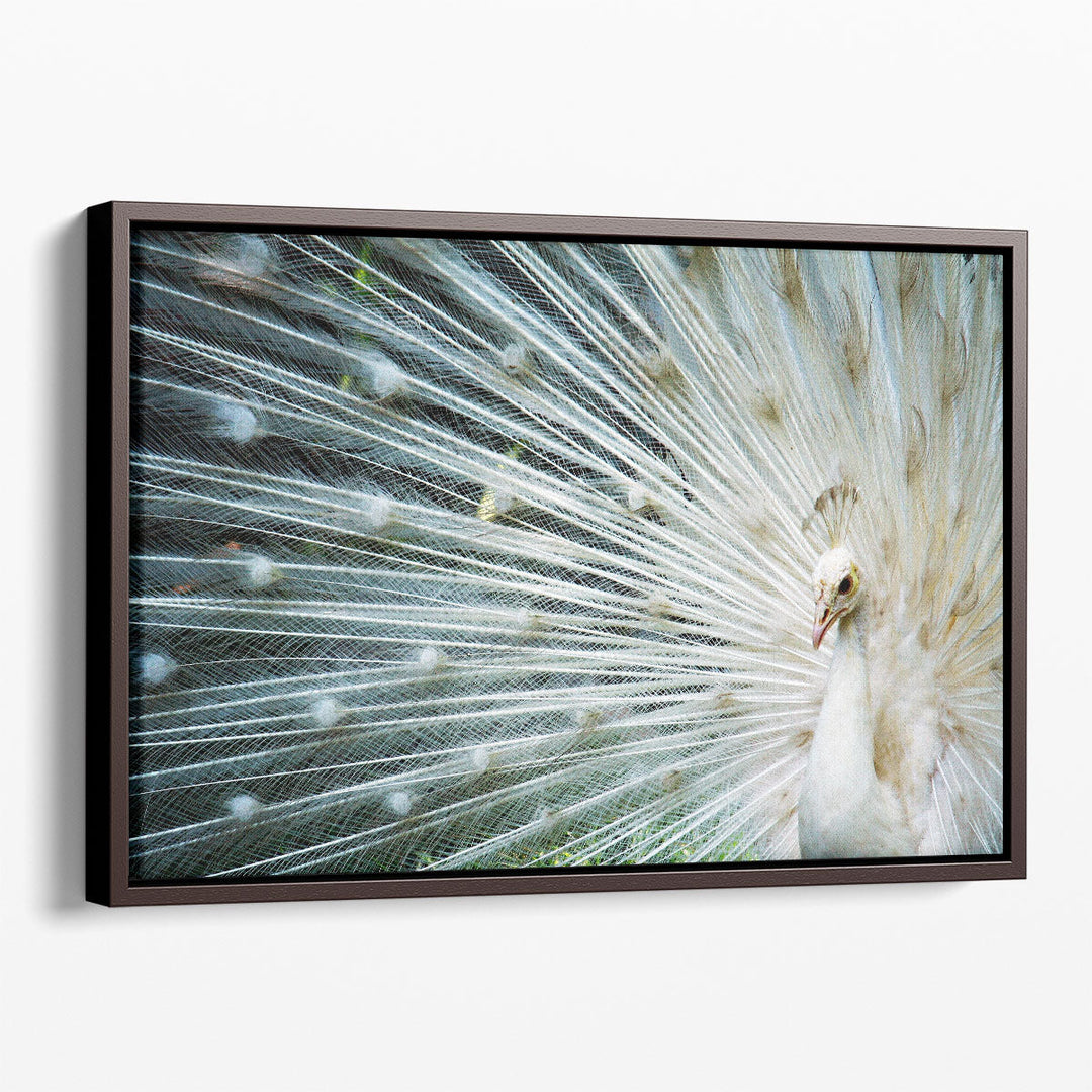 White Peacock - Canvas Print Wall Art