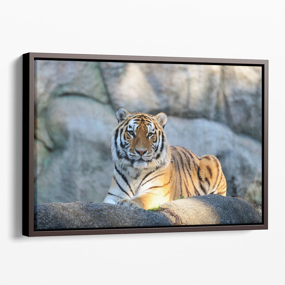 A Tiger During Sunny Day - Canvas Print Wall Art