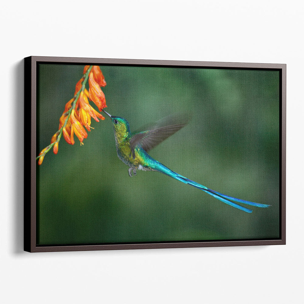 Hummingbird with Long Blue Tail Feeding - Canvas Print Wall Art