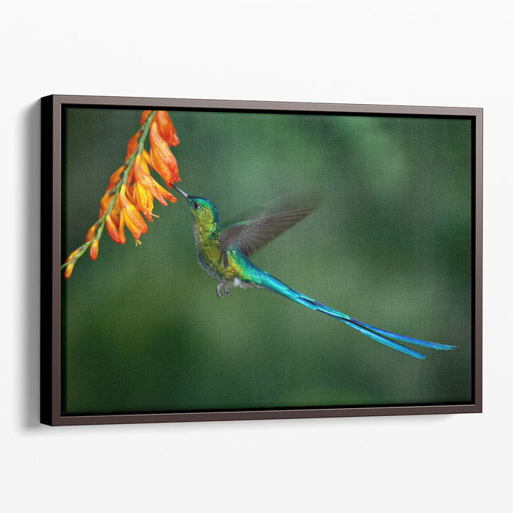 Hummingbird with Long Blue Tail Feeding - Canvas Print Wall Art