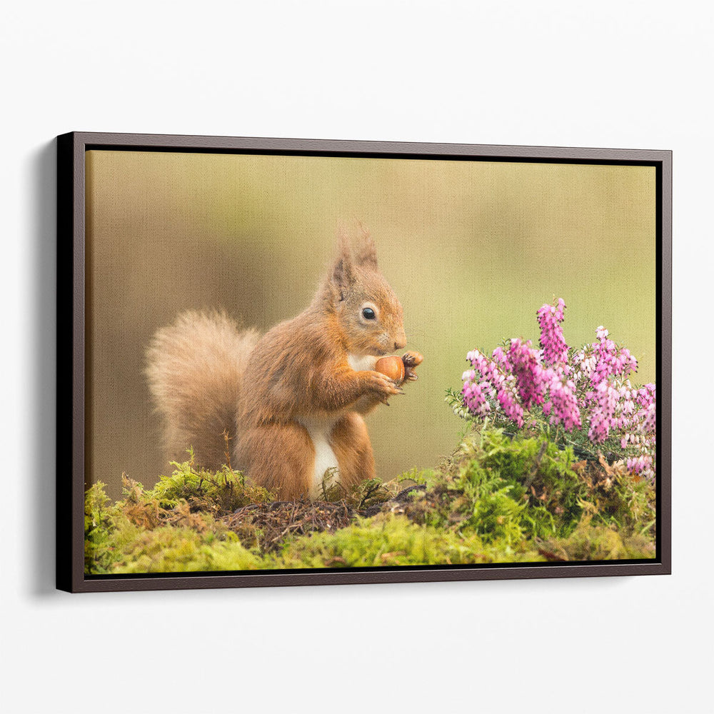 Red Squirrel Playing Around Heather And Moss - Canvas Print Wall Art