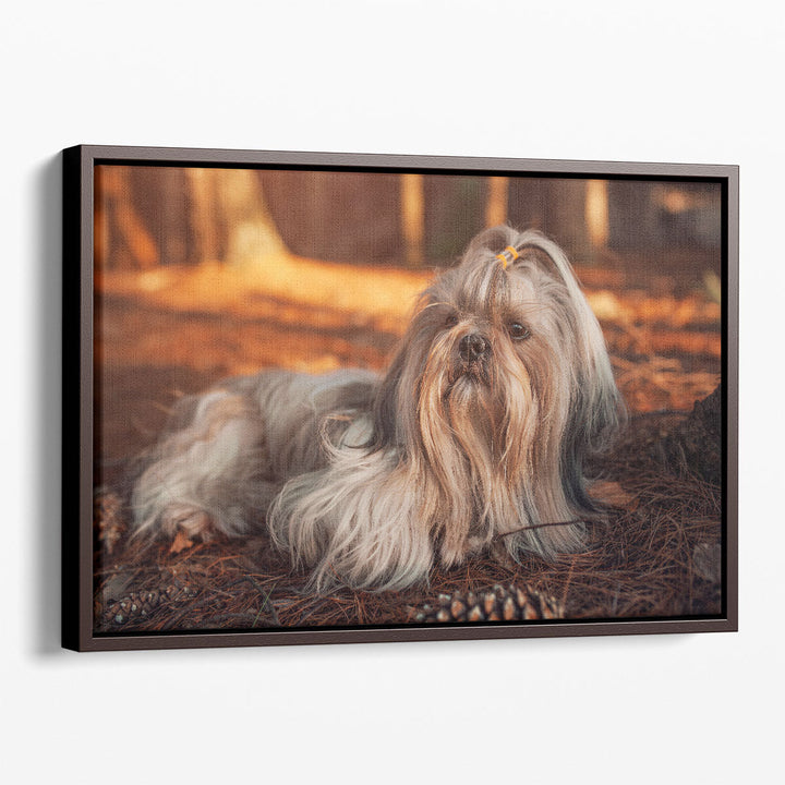 Shih Tzu Dog Resting in Forest at Sunset - Canvas Print Wall Art