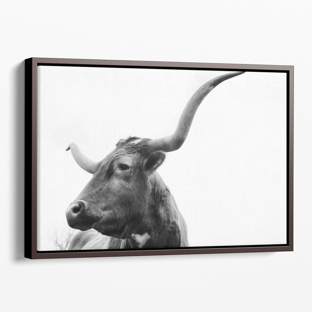 Texas Longhorn Cow Close Up on White Background - Canvas Print Wall Art