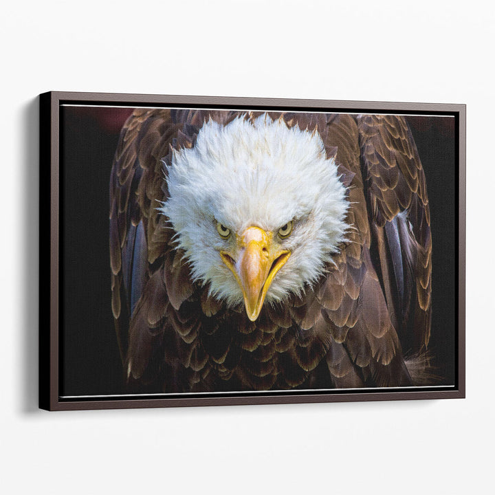 An Angry American Eagle on Black Background - Canvas Print Wall Art