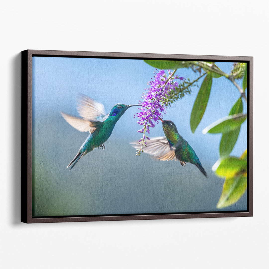 Green Hermit a Rare Hummingbird - Canvas Print Wall Art