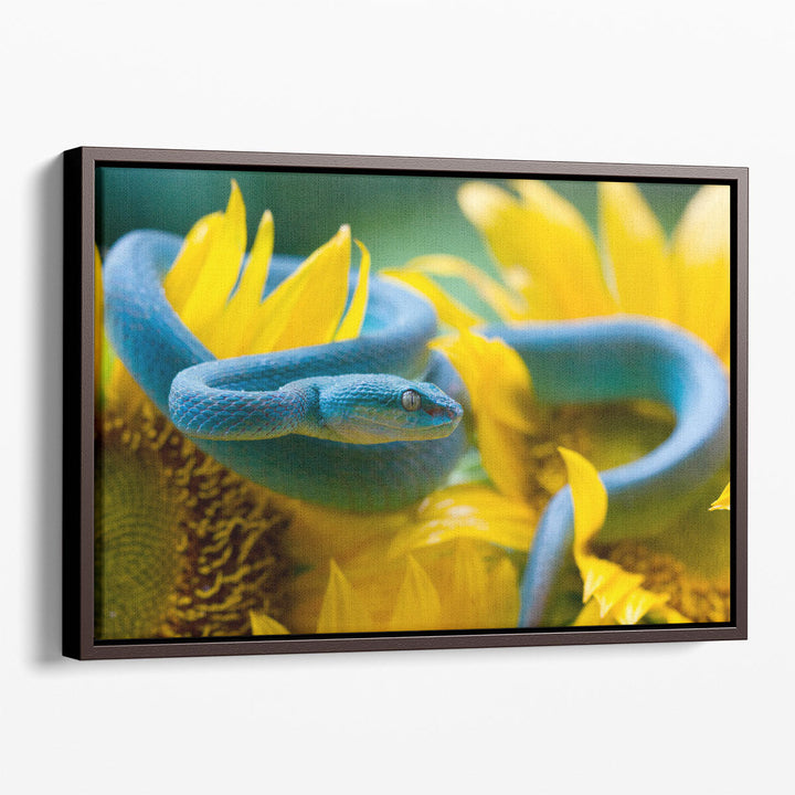 Blue Viper Snake On Sunflower - Canvas Print Wall Art