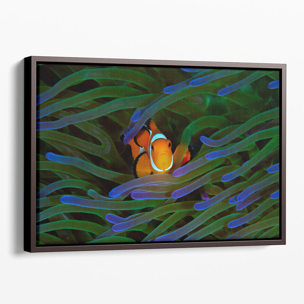 A Cute Orange Clownfish Isolated - Canvas Print Wall Art