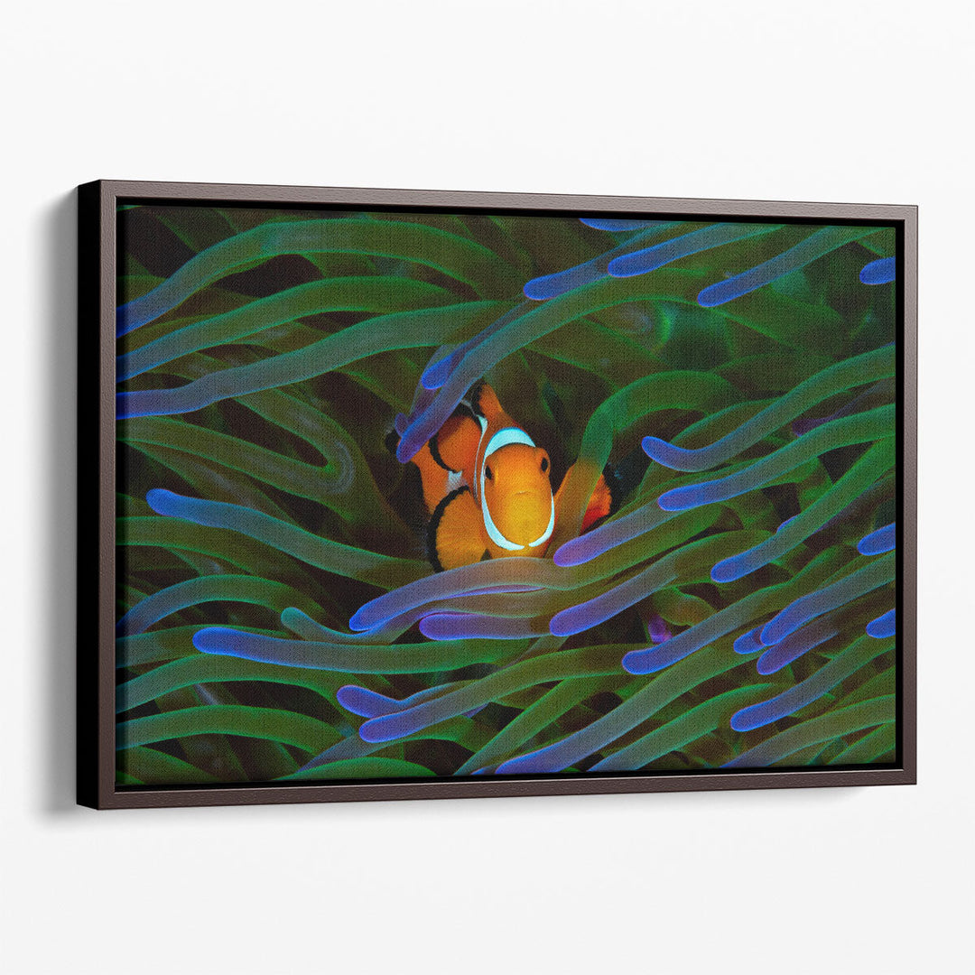 A Cute Orange Clownfish Isolated - Canvas Print Wall Art