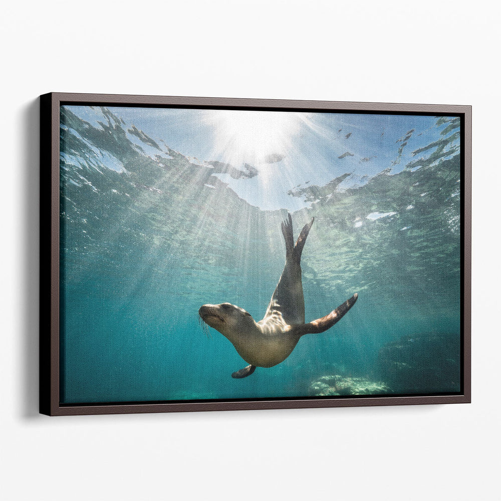 California Sea Lion Seal Enjoying The Sun Rays - Canvas Print Wall Art