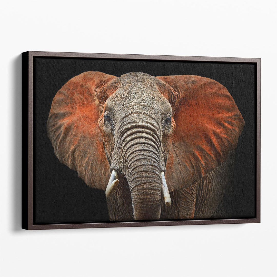 An African Elephant With Black Background - Canvas Print Wall Art