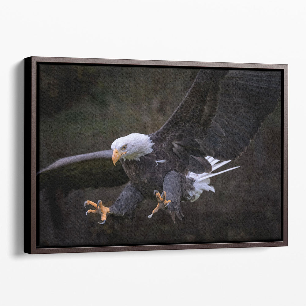 An Eagle Setting for Landing - Canvas Print Wall Art