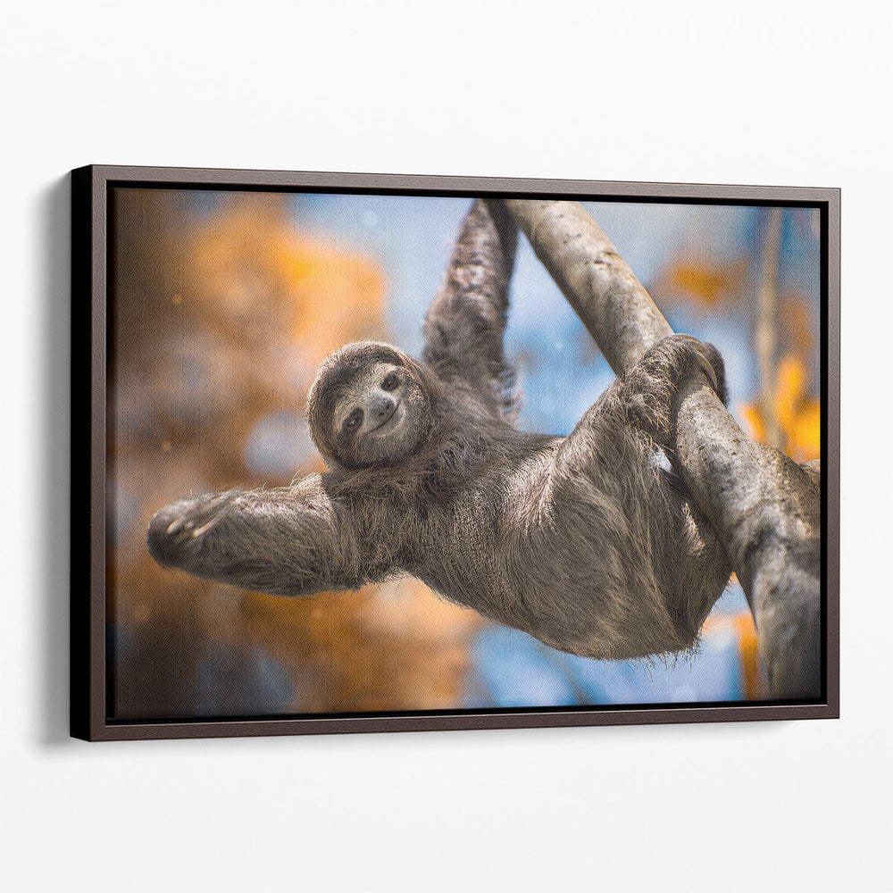 A Happy Sloth in Costa Rica - Canvas Print Wall Art