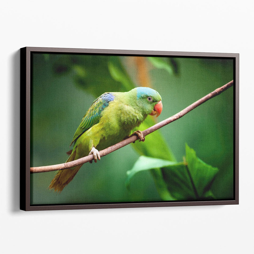 Blue-Naped Parrot, Tanygnathus Lucionensis Closeup - Canvas Print Wall Art