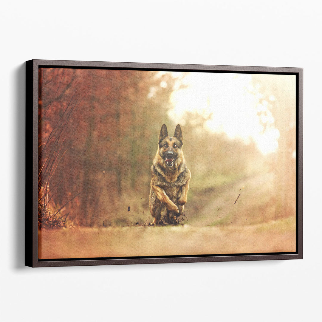 Young German Shepherd Dog Running in Sunset Nature - Canvas Print Wall Art