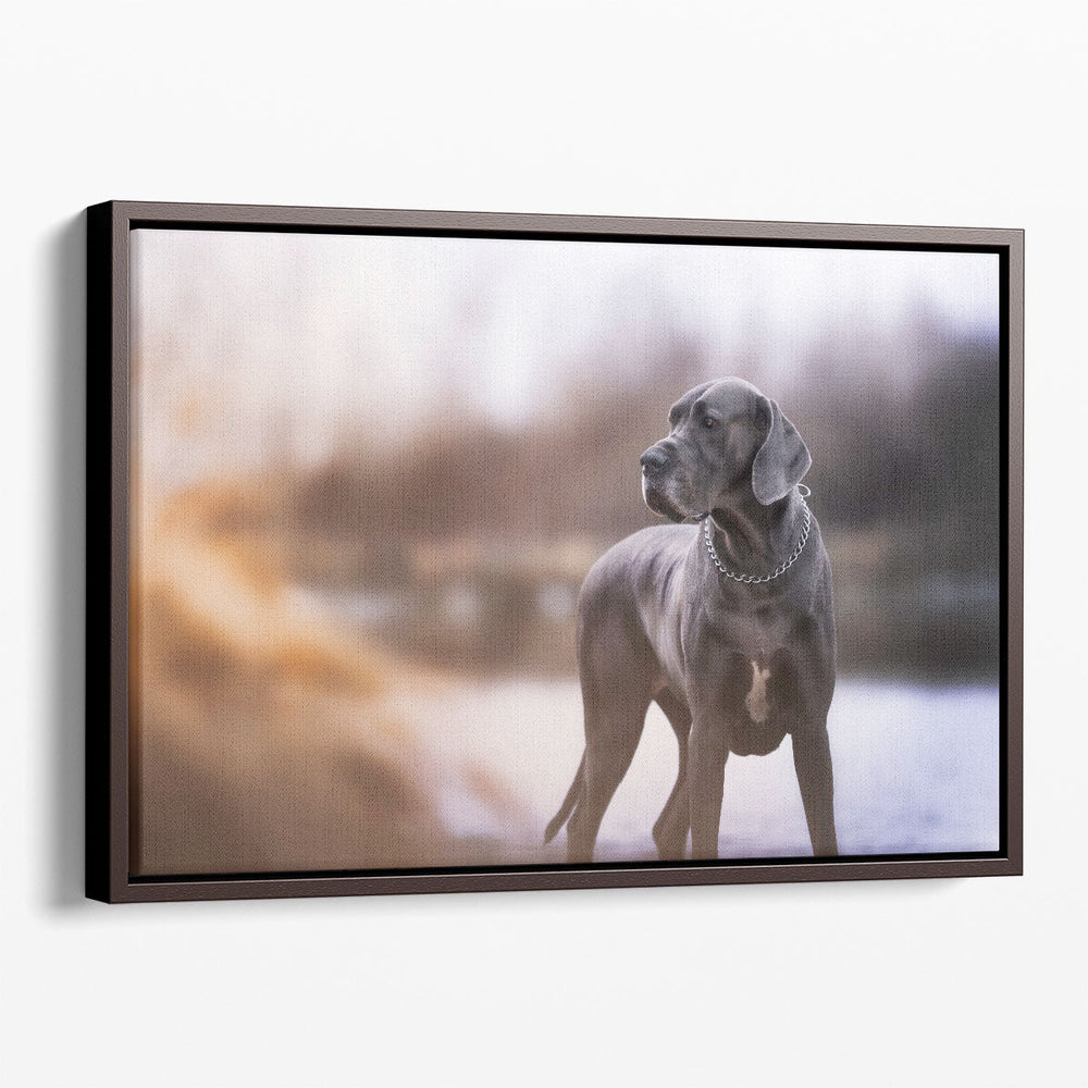 An Amazing Closeup of A Blue Great Dane - Canvas Print Wall Art