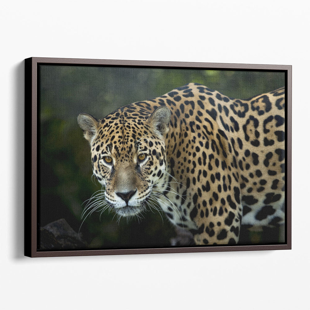 An Isolated Leopard's Closeup - Canvas Print Wall Art