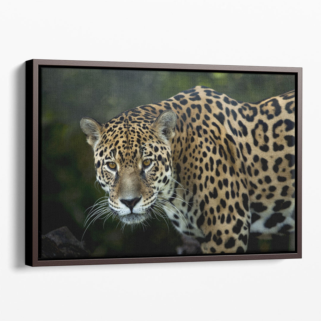 An Isolated Leopard's Closeup - Canvas Print Wall Art