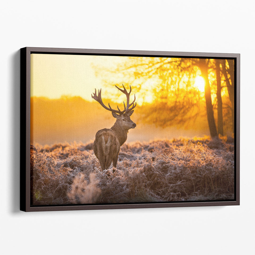 Red Deer Stag in Forest During Sunrise - Canvas Print Wall Art