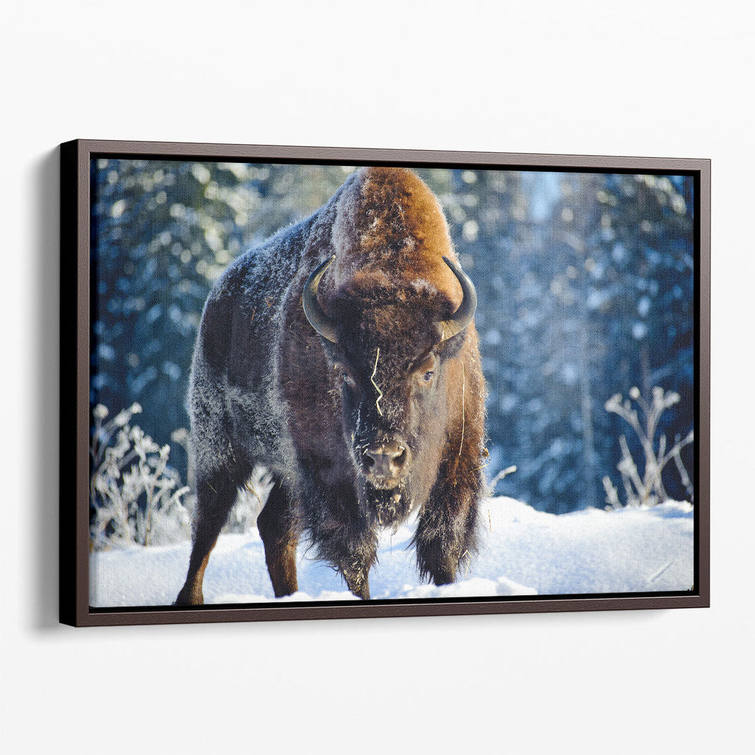 Aurochs, Bison in the Wild in Winter - Canvas Print Wall Art