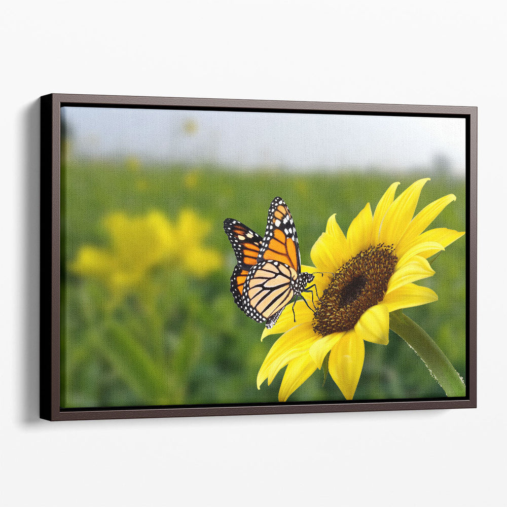 Butterfly on Sunflower - Canvas Print Wall Art