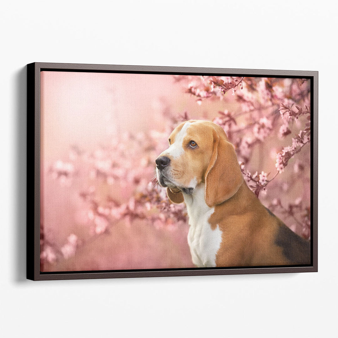 Beagle Dog Portrait in Spring Sakura Cherry Blossom Tree - Canvas Print Wall Art